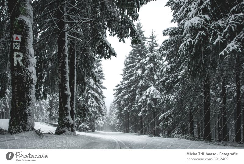 Winterwald am Rennsteig, Thüringer Wald Thüringen Schneekopf Bäume verschneit Frost kalt Weg Loipe Skifahren Langlauf Urlaub Touristen Tourismus reisen Erholung