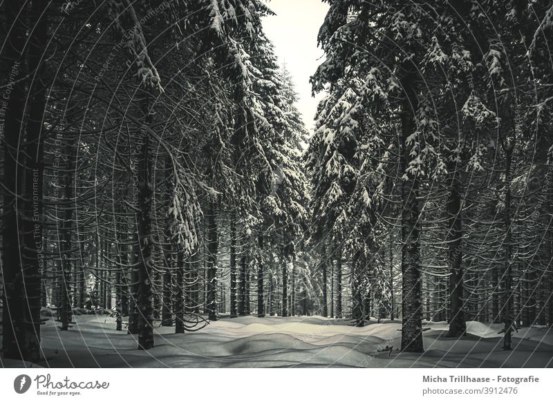 Winterwald Wald Schnee verschneit Bäume Frost kalt Thüringen Rennsteig Thüringer Wald Schneekopf Jahreszeit Tourismus Touristen Urlaub Erholung reisen