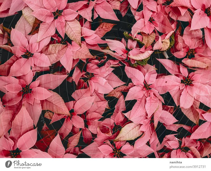 Muster des Weihnachtssterns, der Weihnachtsblume Euphorie Euphorbia pulcherrima Poinsettie rot rosa Textur organisch Flor Blume geblümt Dekor