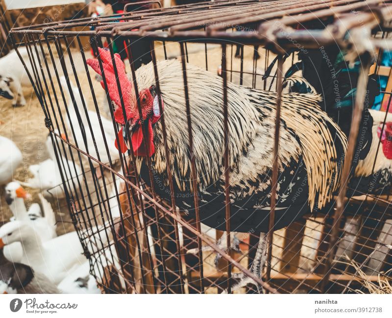 Hahn im Käfig eingesperrt Spiel Hahn Kampfhahn Tierausbeutung Gefängnis Schloss Missbrauch Vogel Trostlosigkeit Bauernhof Tierhaltung Fairness Landwirtschaft