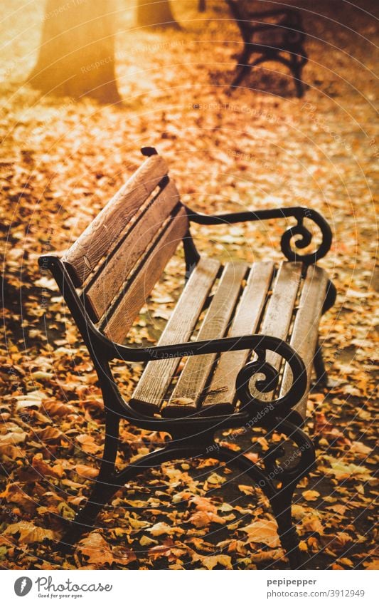 Sitzbank in einem Park im Herbst Bank Menschenleer Außenaufnahme Farbfoto Baum Blatt ruhig Herbstlaub Sonne Blätter herbstlich Herbstfärbung Herbstbeginn