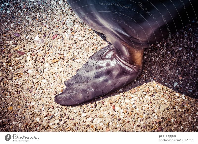 Seehund-Flosse Seelöwe Tier Farbfoto Meer Tag Wildtier Außenaufnahme Robben Seerobbe Tierporträt Schwimmen & Baden Menschenleer Haut Hand Säugetier wild stehen