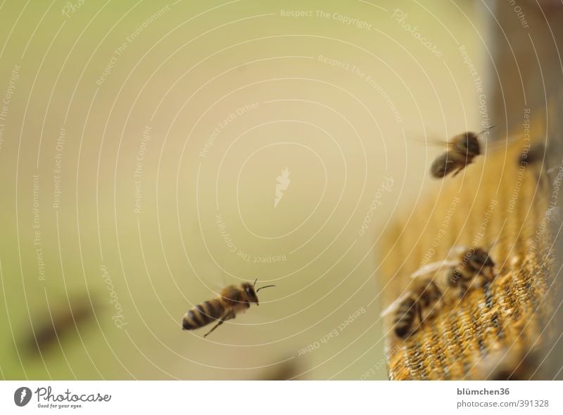 Im Landeanflug Tier Nutztier Biene Honigbiene Insekt Schwarm fliegen tragen ästhetisch klein schön Tierliebe Arbeit & Erwerbstätigkeit Frühlingsgefühle