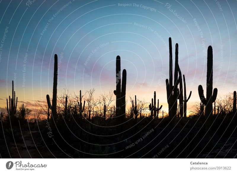 Im Vordergrund die Silhouetten der Saguaro Kakteen, im Hintergrund Abenddämmerung Natur Pflanzen Kaktus Dämmerung Himmel Abendrot Saguaro Kaktus schönes Wetter