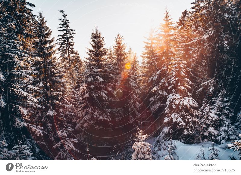 Schneebedeckte Nadelbäume im Gegenlicht mit Sonne im Harz Joerg Farys Nationalpark Naturschutz Niedersachsen Winter harz naturerlebnis naturschutzgebiet