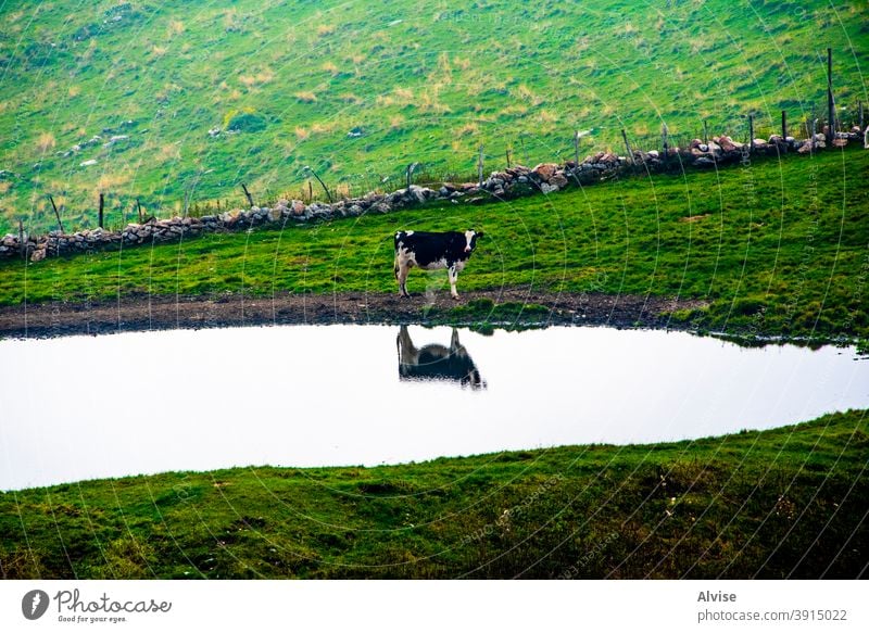 Kuh in der Nähe des Teiches Porträt Tier Natur Bauernhof Säugetier weiß Kopf Ackerbau Gesicht schwarz Hintergrund vereinzelt Rind Rindfleisch braun Gras
