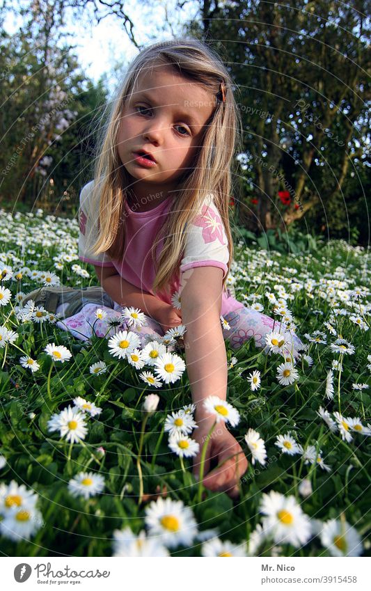 Ich pflück mir ein Gänseblümchen Wiese Garten grün Gras Natur Sommer Blume Frühling Pflanze weiß gelb Blühend Blumenwiese Frühlingsgefühle langhaarig blond