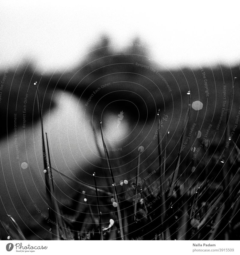 Wassertropfen auf Gräsern analog Analogfoto Schwarzweißfoto Gras Tropfen Kanal Unschärfe Morgentau feucht Außenaufnahme Natur nass Tau Schlagentiner Stremme