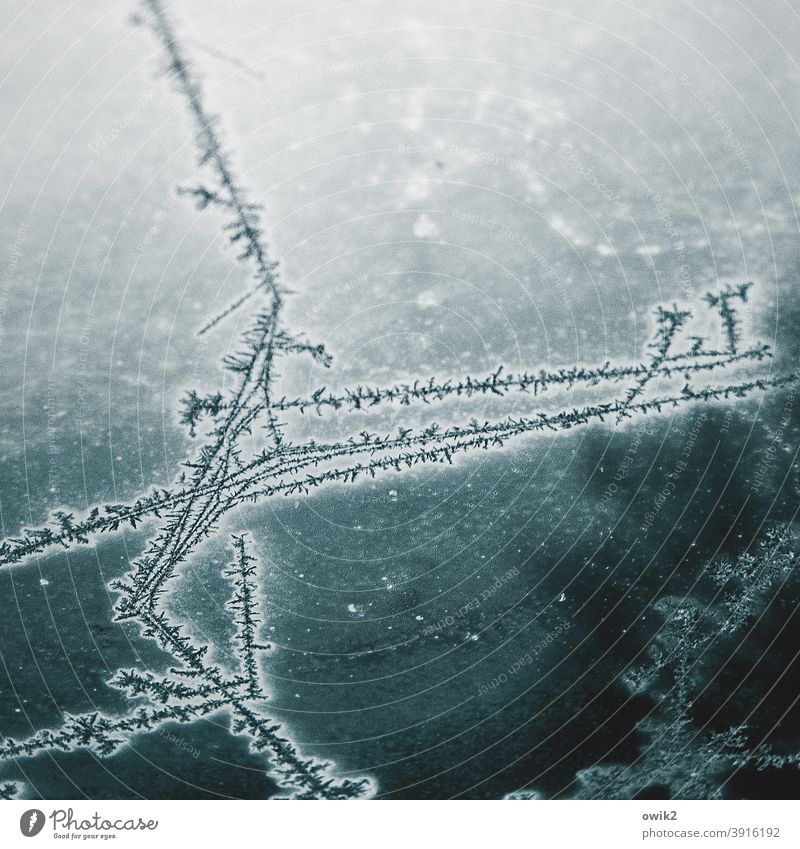 Flugplan Eis Frost Glas Linie bizarr Farbfoto Innenaufnahme Detailaufnahme abstrakt Muster Strukturen & Formen Menschenleer Textfreiraum unten Winter