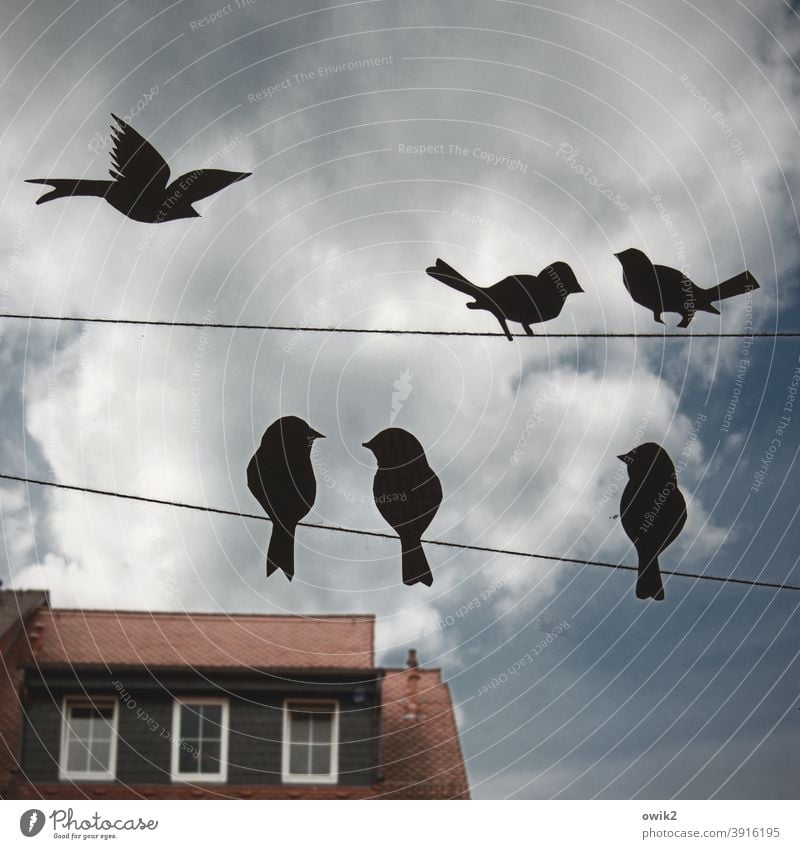 Schwatz Fenster Deko Vögel Papier Silhouette sitzen fliegen schnattern zwitschern Kontakt Treffen miteinander Häuserzeile bunt Dächer Fassade Himmel gegenüber