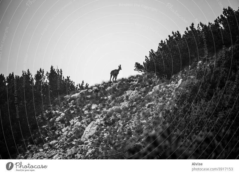Steinbock-Silhouette Natur wild Tier alpin Europa Tierwelt Wildnis Säugetier Felsen IBEX Ziege natürlich Landschaft Berge u. Gebirge Alpen Hupe Europäer