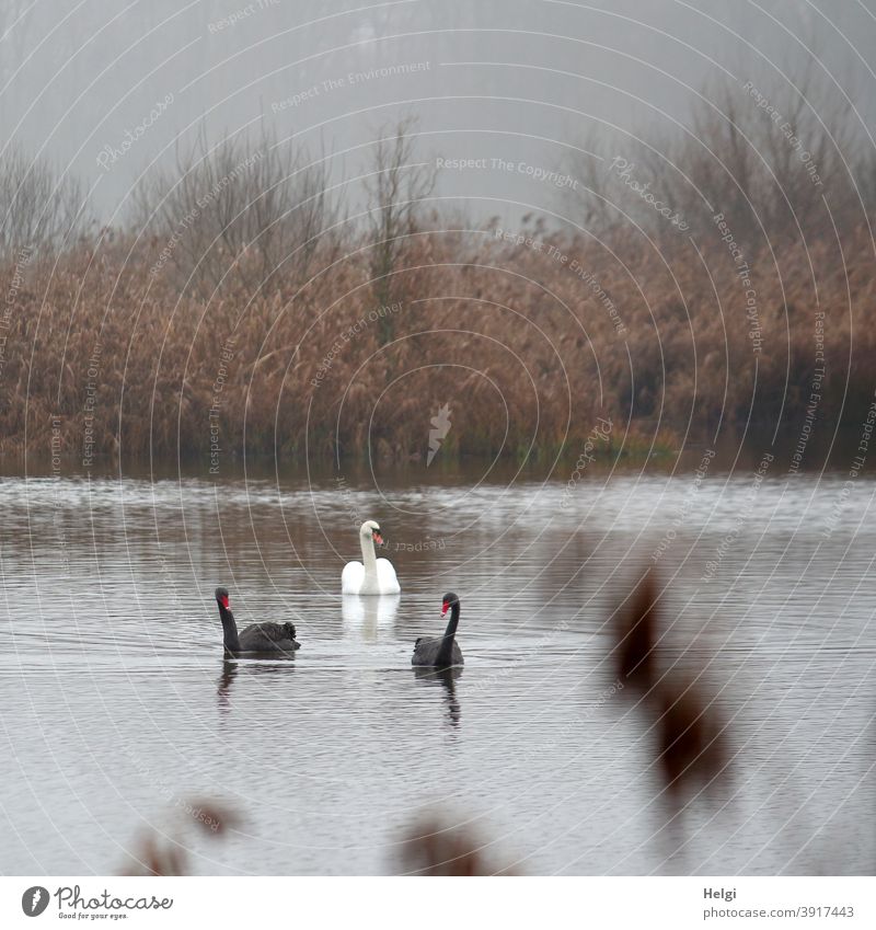 Nachbarschaften | zwei schwarze und ein weißer Schwan schwimmen an einem nebeligen Dezembermorgen auf dem Teich Vogel schwarzer Schwan Trauerschwan Morgen