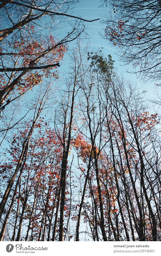 Baumzweige und blauer Himmel Niederlassungen Pflanze Blätter Blatt Natur Hintergrund Herbst fallen Saison rot braun braune Blätter Herbstlaub Herbstfarben Wald