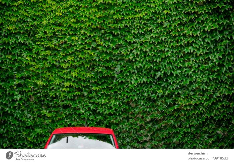 Ein" Rotes " Auto, ohne Seitenspiegel steht vor einer grünen Blätterwand.. Verkehr PKW Straße Auto-Skooter Farbfoto Fahrzeug Jahrmarkt Menschenleer