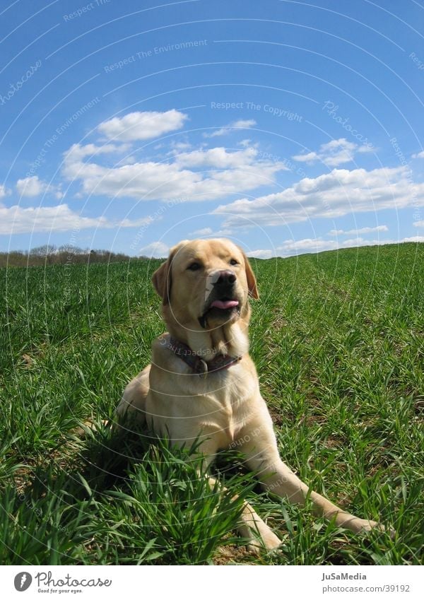 Hund auf der Wiese Wolken grüne Wiese Blauer Himmel auf der Lauer Außenaufnahme