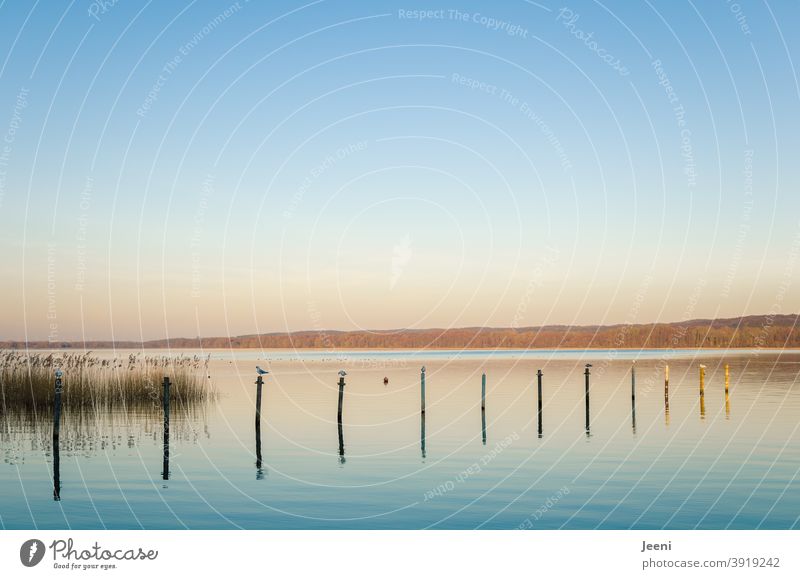 Kalter Wintertag | Möwen sitzen auf Holzpfählen im See Holzpfahl Wasservogel Wasservögel Blauer Himmel Nachmittag Spiegelung Stimmung Sonne Licht Ruhe ruhig