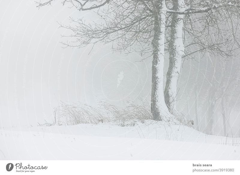 Wald in verschneiter Landschaft, Galicien, Spanien. Schnee Winter wild Schneesturm Meteorologie Wetter Winterlandschaft Berge u. Gebirge neblig