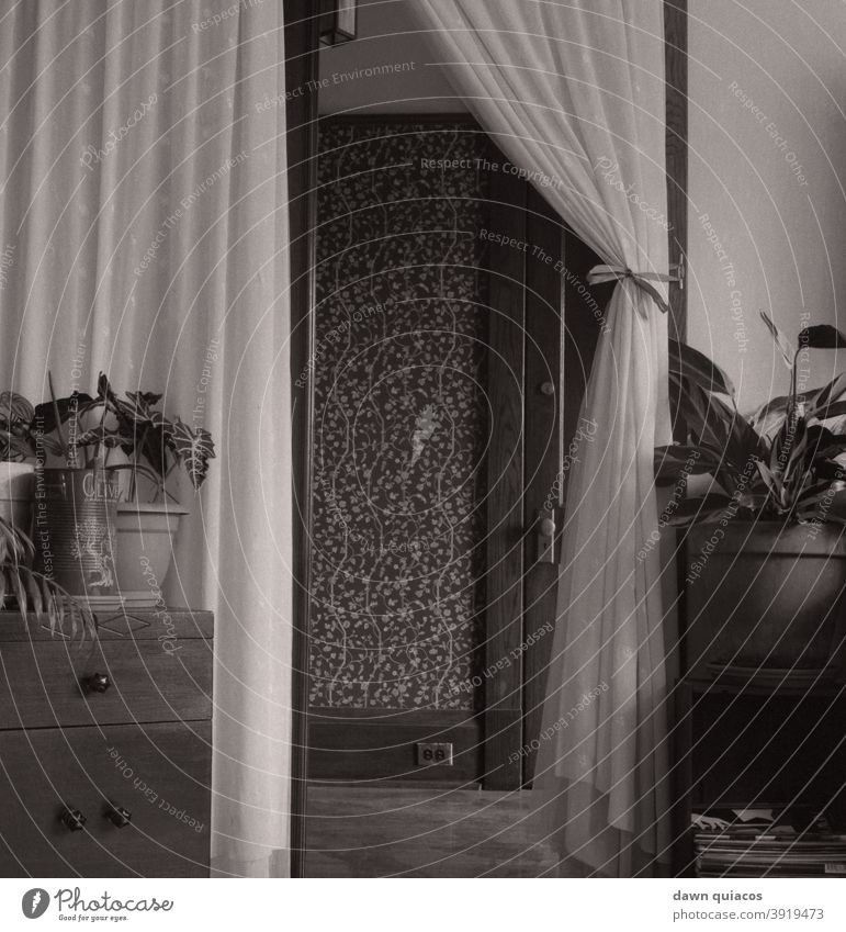 Interieur eines Zimmers mit Pflanzen; Blick aus dem Zimmer durch eine Tür mit Vorhängen in einen tapezierten Flur Tag Menschenleer ästhetisch schwarz auf weiß