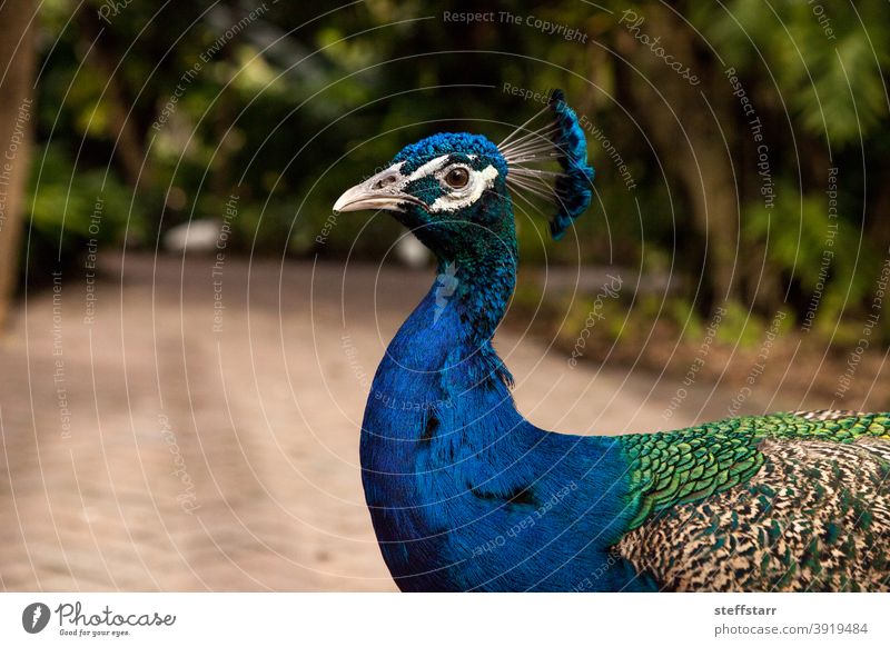 Blau Ruhender männlicher indischer Pfau Pavo cristatus hockt auf dem Boden blauer Pfau Indischer Pfau Vogel aussruhen Federn schön Tier Geflügel Natur