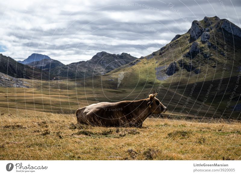 Ruhende Kuh auf der Alpweide Berge u. Gebirge Licht Schatten Felsen Moos Gras Wolken Stein Bruchstein steil wandern alpin Landschaft Außenaufnahme Tag Alpen