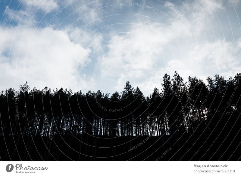 Silhouette eines Kiefernwaldes in den Bergen Abenteuer Hintergrund schön Schönheit blau Windstille Wolken Tag Entwaldung Erde Ökologie Ökosystem Umwelt