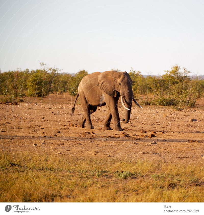 in Südafrika Naturschutzgebiet für Wildtiere und Elefanten Buchse Afrika Afrikanisch Tierwelt Safari Säugetier wild groß Baum Gras Kofferraum Savanne Park