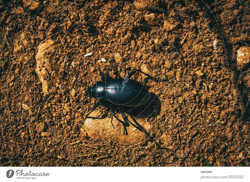 ein schwarzer Käfer auf dem Boden eines Feldes Raubtier Biologie Insekt Wanze flugunfähig Wirbellose groß Spielfigur Porträt Regen aussruhen Arten violett