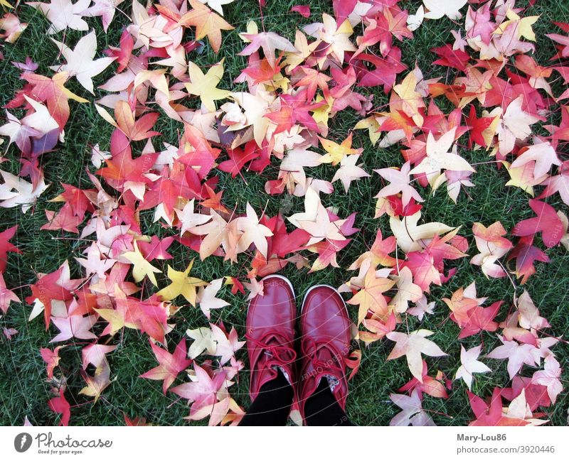 Rote Schuhe auf Rasen mit gefärbtem Herbstlaub Blätter Natur Spaziergang draußen Außenaufnahme Park Gras Wiese Farben Gelb Grün Beine Fuß Frau Erholung