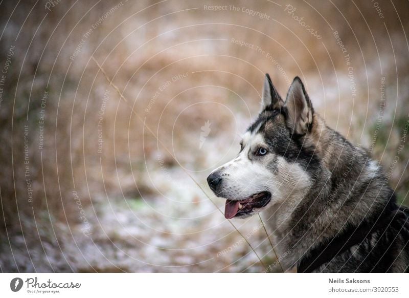 Sibirischer Husky auf der Suche nach neuen Abenteuern sibirischer Husky Malamut Hund Winter Spaziergang reisen gehen Sitzen Blick suchen Freund Tier