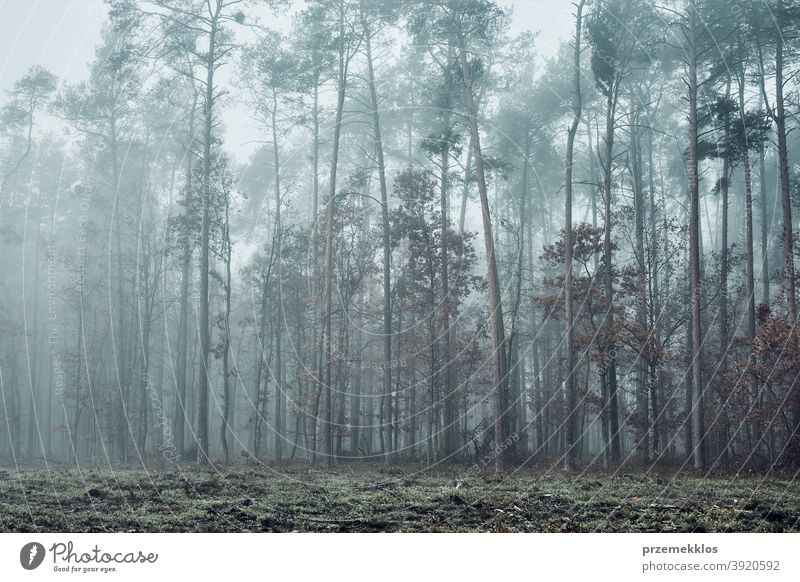 Wald in dichtem Nebel. Natur Landschaft Blick auf nebligen Wald im Herbst Saison Hintergrund Tag halbdunkel Umwelt erkunden grün natürlich