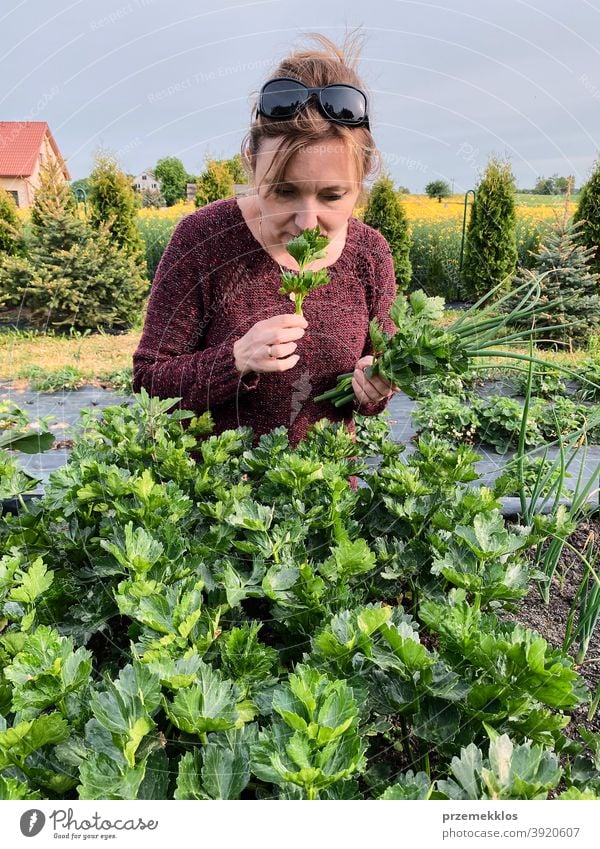 Frau pflückt das Gemüse in einem Garten Aktivität Erwachsener landwirtschaftlich Ackerbau authentisch Hinterhof offen lässig Konzept Land Ernte Tag Tageslicht