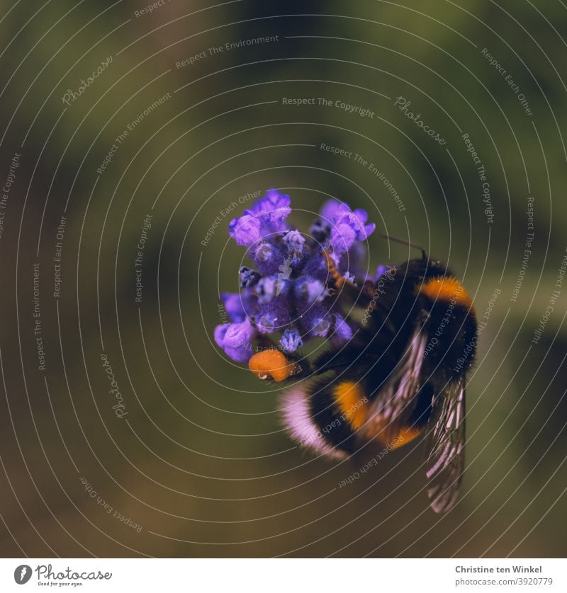 Hummel / Erdhummel an einer lila Blüte Pollen Pollen sammeln Insekt Tier Natur Makroaufnahme Sommer Nektar Flügel gelb braun Schwache Tiefenschärfe Garten