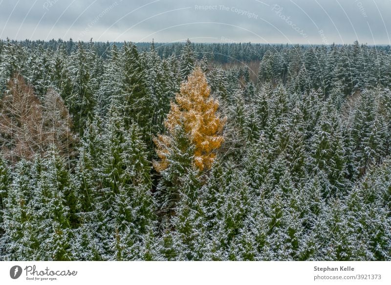 Das Fremde - verschneiter Winter in den grünen Baumkronen, aber ein Laubbaum ist orangefarben - Kontrast in einer jahreszeitlichen Landschaft Weihnachten