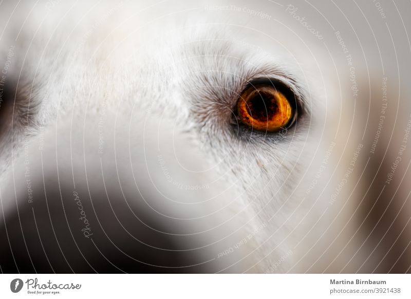 Auge eines Labrador Retrievers, selektiver Fokus achtsam Licht Regenbogenhaut Selektiver Fokus labrador retriever Tier Haustier weiß Gesicht schön Nahaufnahme