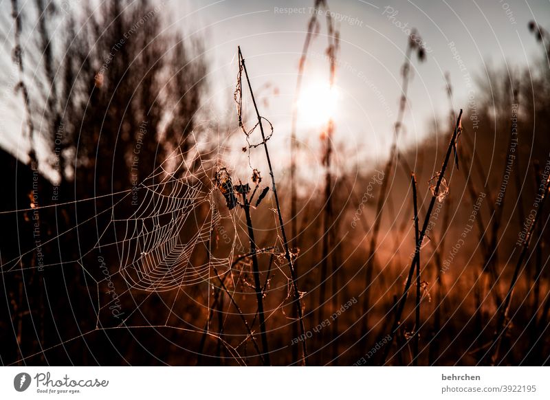 vernetzt Jahreszeiten Winter Herbst Wald Kunstwerk spinnenweben verträumt Gegenlicht Licht Feld Blume Zweige u. Äste Garten Wiese Sonnenaufgang Sonnenlicht