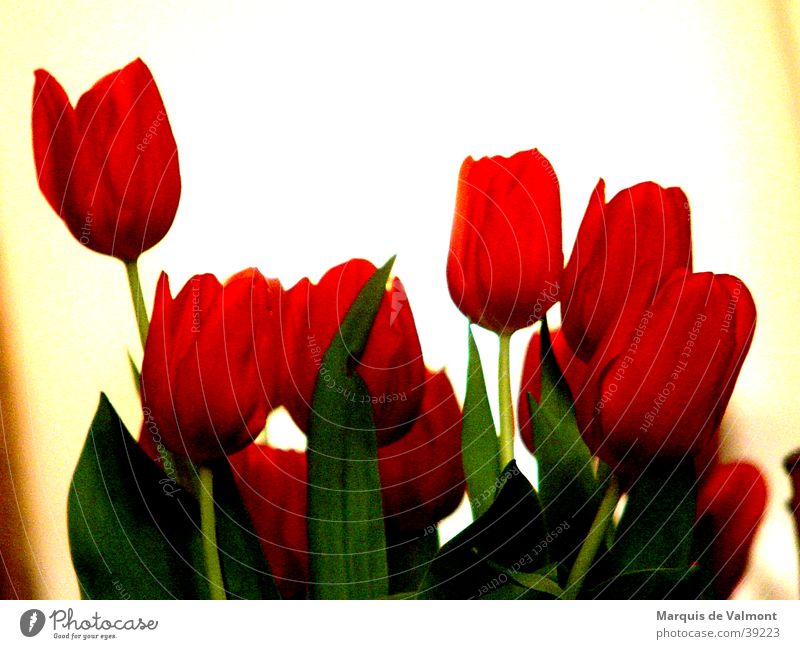 Blumen für Frau Antje? Tulpe rot grün Gegenlicht Blüte Blatt Niederlande Licht Nahaufnahme Blütenkelch Kontrast Lichtschein flowers red back light blooms