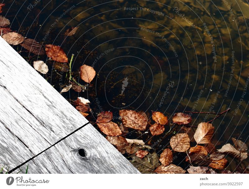 Reste vom Herbst herbstlich Herbstlaub Blatt Natur Herbstfärbung Laubwerk Wasser See Teich tümpel Steg Holz kühl kalt feucht nass Blätter Vergänglichkeit