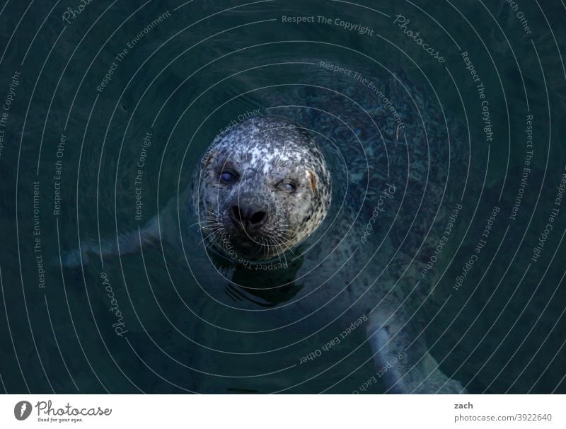 Kopfkino Tier Robben Seerobbe Wildtier Küste Natur Meer Wasser Nordsee Seehund Kegelrobbe