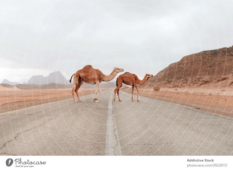 Wilde Kamele stehen in der Wüste Camel wüst wild Sandstein Tal Tier Fauna Lebensraum trocknen Wadi Rum Jordanien Boden Natur Landschaft Gelände Umwelt trocken