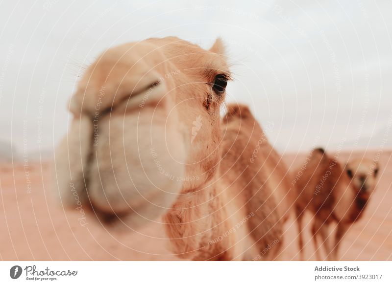 Wilde Kamele stehen in der Wüste Camel wüst wild Sandstein Tal Tier Fauna Lebensraum trocknen Wadi Rum Jordanien Boden Natur Landschaft Gelände Umwelt trocken