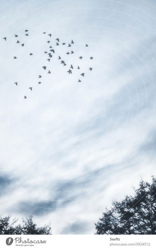 Schwarmverhalten Vögel Vogelschwarm heimisch nordische Romantik Sinn poetisch malerisch Vogelschar hoch oben Vogelflug blaugrau verträumt sehnsuchtsvoll