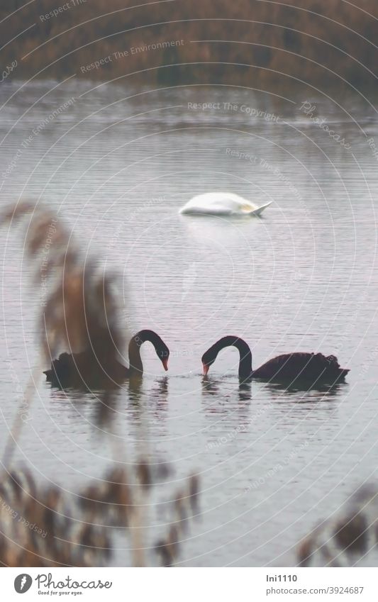 Schwanensee - zwei einander zugewandte schwarze Schwäne und ein weißer abgetauchter Schwan auf Futtersuche See Gewässer 3 Tiere Wasservögel Wildtiere Ruhe