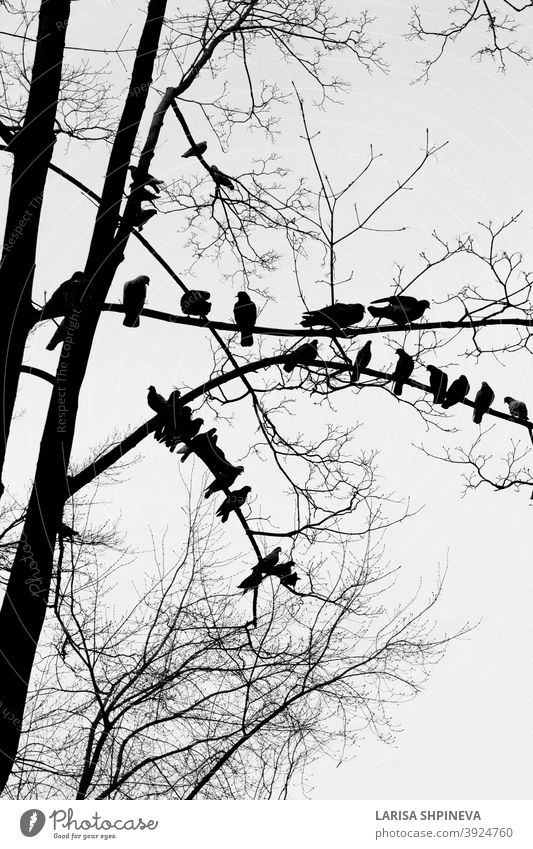 Schwarze Silhouette von kahlen Baum mit Vögeln Tauben auf weißem Hintergrund Vogel Vögel sitzend im Freien schwarz Natur vereinzelt Kunst Ast Wald Pflanze