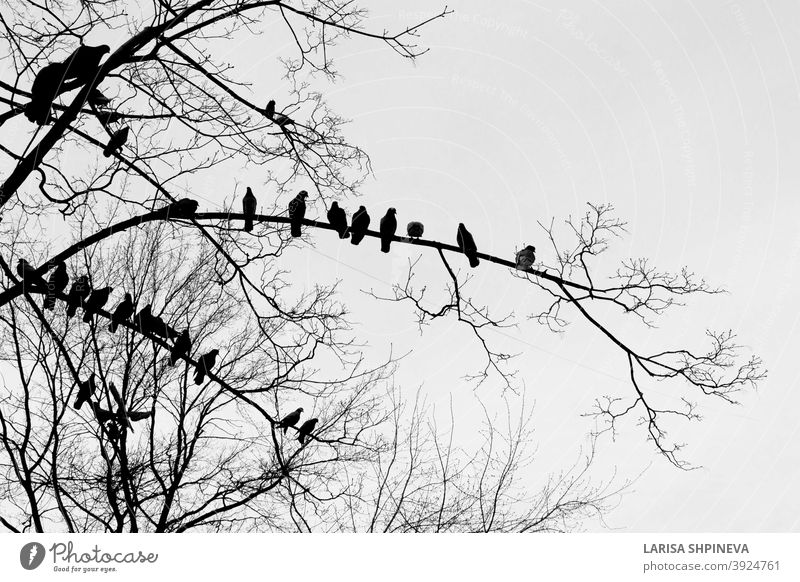Schwarze Silhouette von kahlen Baum mit Vögeln Tauben auf weißem Hintergrund Vogel Vögel sitzend im Freien schwarz Natur vereinzelt Kunst Ast Wald Pflanze