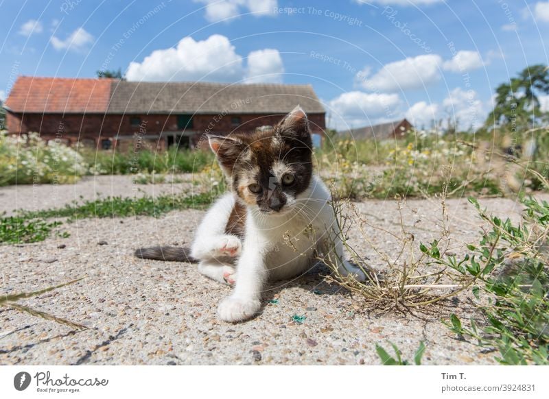 ein Bauernhof in der Prignitz. Eine kleine Katze sitzt und blickt in die Kamera kitten prignitz Fell Haustier Tier Farbfoto Tierporträt Hauskatze niedlich Kater