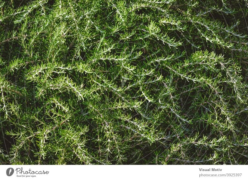 Hintergrund von wilden aromatischen Zweigen von Rosmarinsträuchern Pflanzen Sträucher Blätter Laubwerk grün Natur organisch Botanik Flora Textur im Freien