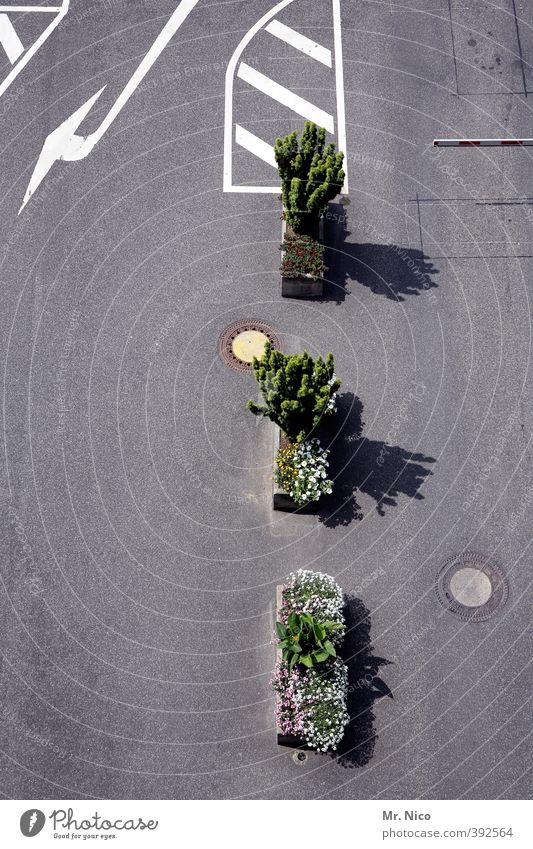 Unsere Stadt soll schöner werden Umwelt Pflanze Blume Sträucher Grünpflanze Platz Verkehrswege Straßenverkehr Straßenkreuzung Wege & Pfade Verkehrszeichen