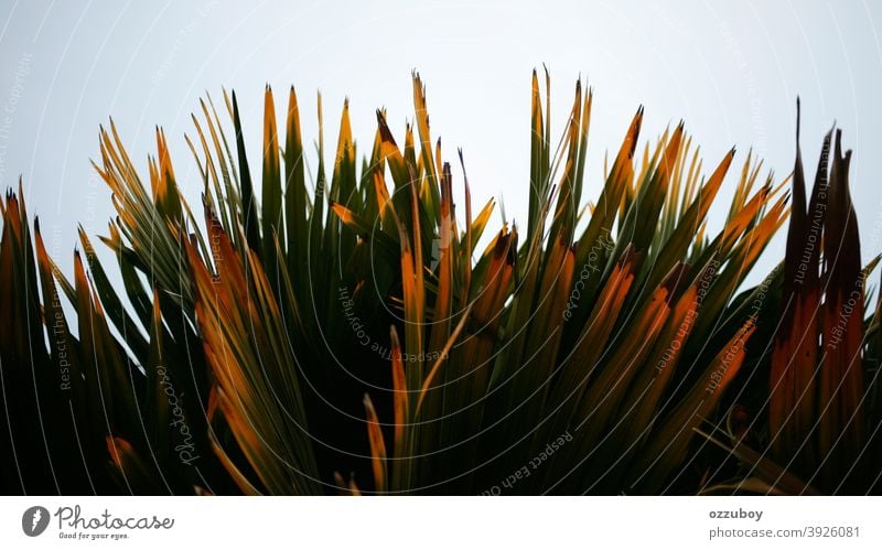 Palmblatt Blatt grün Natur Pflanze Farbe tropisch Hintergrund Baum abstrakt Handfläche Schönheit Muster Textur Leben Wachstum Dschungel Raum Tapete Nahaufnahme