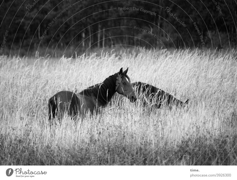 Schmiere stehen pferd pferde 2 wiese hohes Gras gras weide wald waldrand aufmerksam schauen vorsichtig gefahr grasen stute vierbeiner tier romantik wildlife