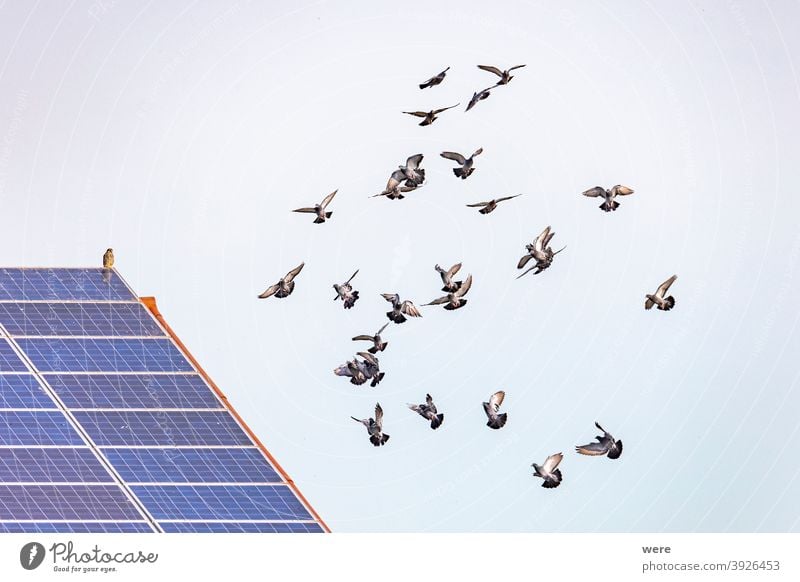 ein Schwarm fliegender Tauben vor einem Dach mit Sonnenkollektoren, auf dem ein Habicht sitzt buteo Tier Tiermotive Tierwelt Tiere in der Wildnis